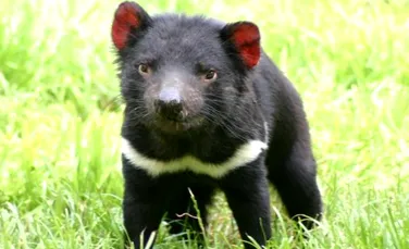 Diavolul tasmanian, pe lista speciilor in pericol