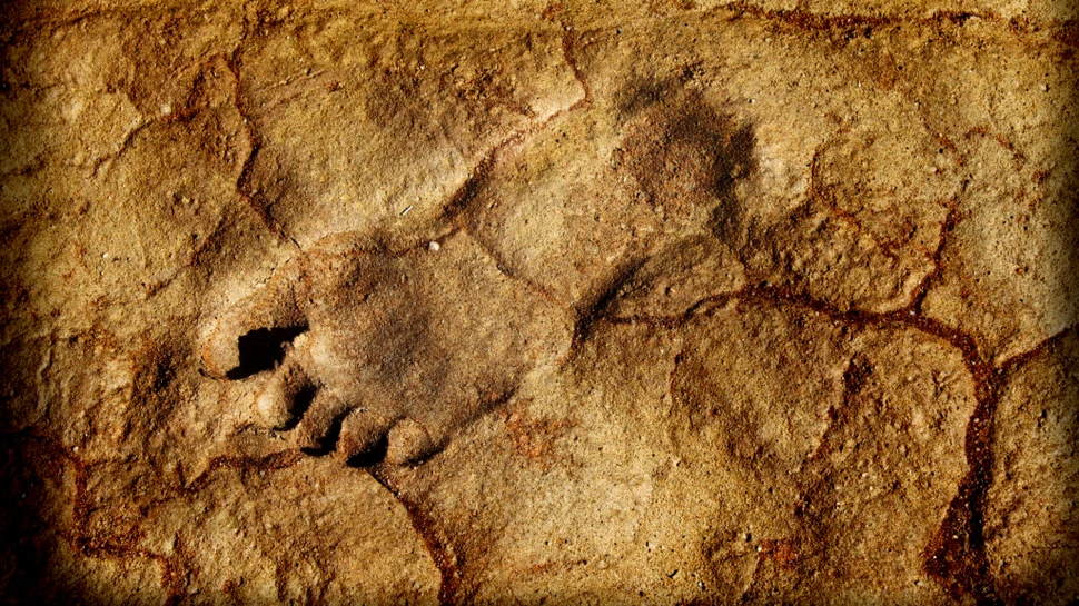 O rudă a omului surprinzător de înaltă, descoperită în fosile vechi de 1,4 milioane de ani