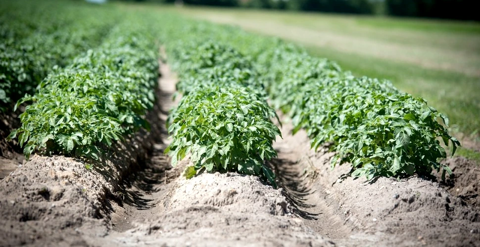 Un agricultor din Neamţ a obţinut o plantă de cartof care a rodit vinete