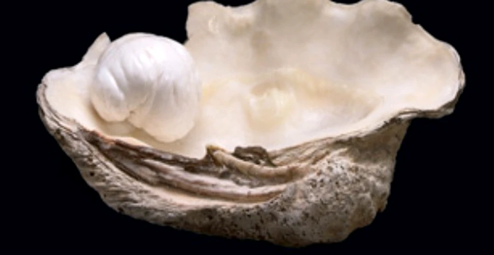 Vicecampiona mondiala a perlelor este scoasa la vanzare