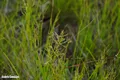 Se reproduce sexual, dar produce urmași asemenea unor clone. Planta care sfidează regulile moștenirii genetice