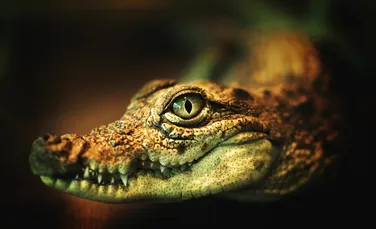 Cercetătorii au creat o piele electronică asemănătoare cu cea de crocodil
