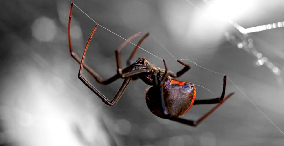 Păianjenii consumă foarte multă carne, chiar mai multă decât oamenii