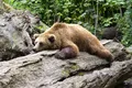 Cum se formează speciile? Povestea încâlcită dintre ursul polar și ursul brun