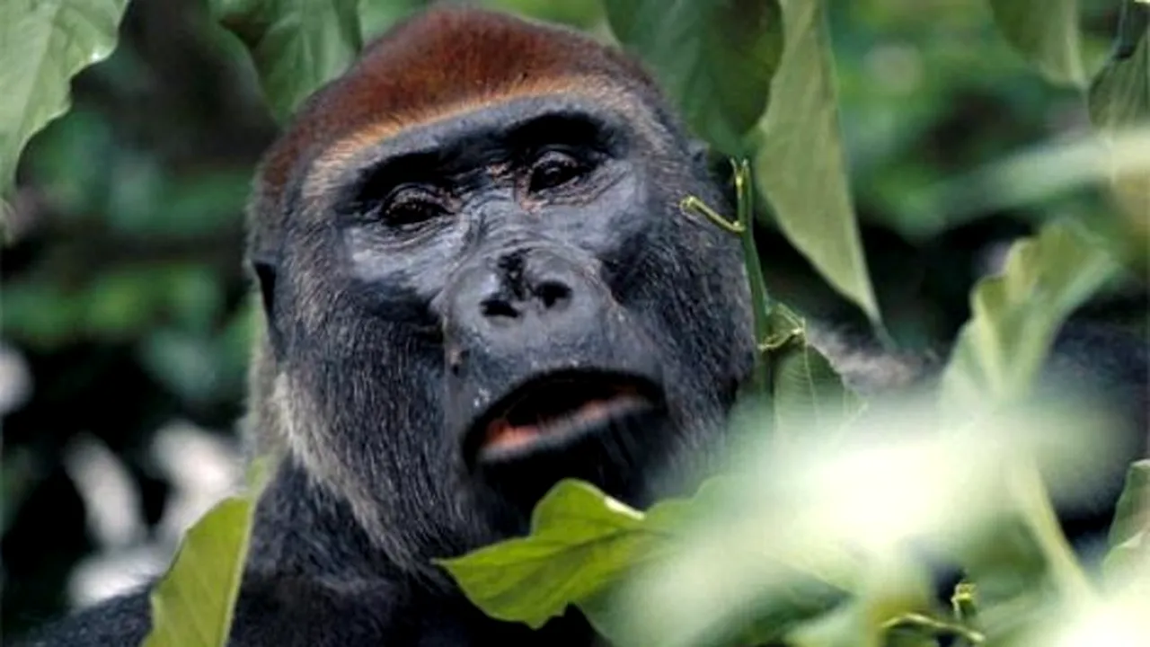 1-western-lowland-gorilla-looking 
