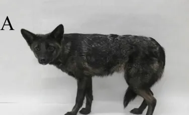 Un câine ciudat din Brazilia s-a dovedit a fi un hibrid cu totul neașteptat