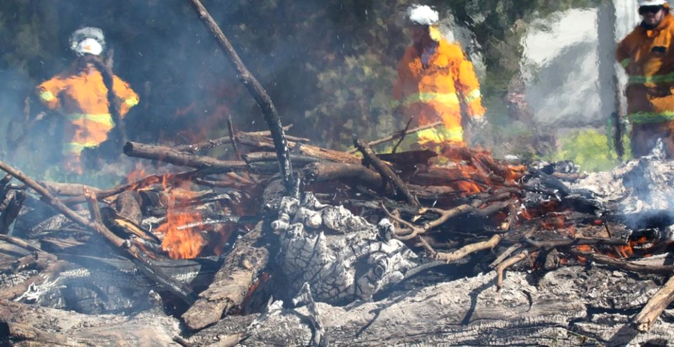 NASA: Fumul degajat de incendiile din Australia va ajunge pe tot globul în curând
