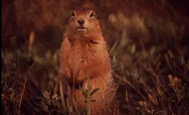 Animalele incredibile: veveriţele care au temperatura corpului de -3 grade Celsius (VIDEO)