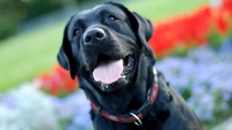 Un labrador poate identifica prin miros cancerul de colon!