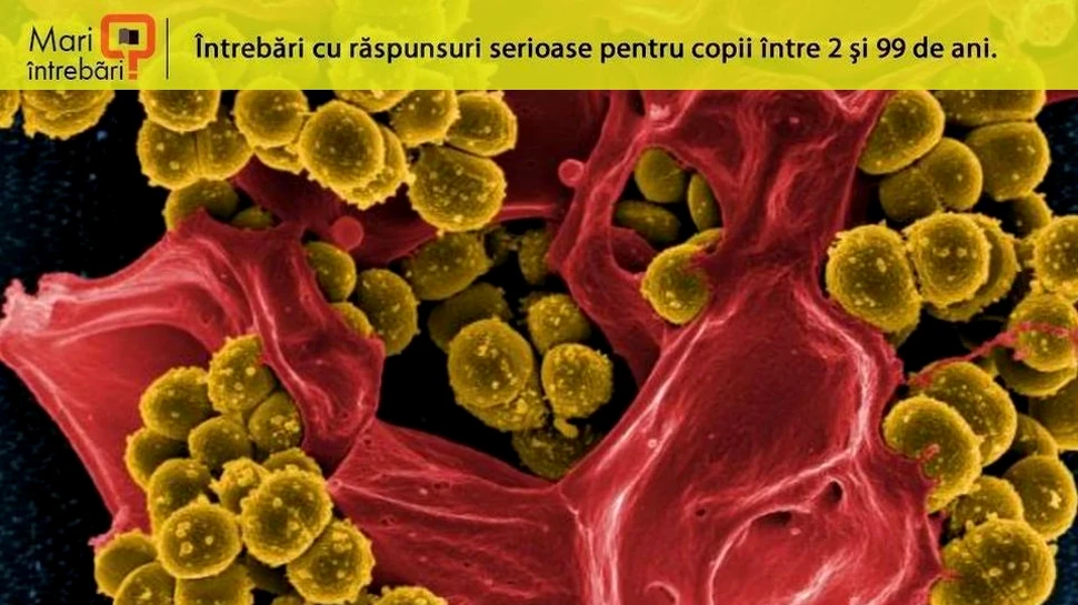 Ce este celulita infecţioasă?