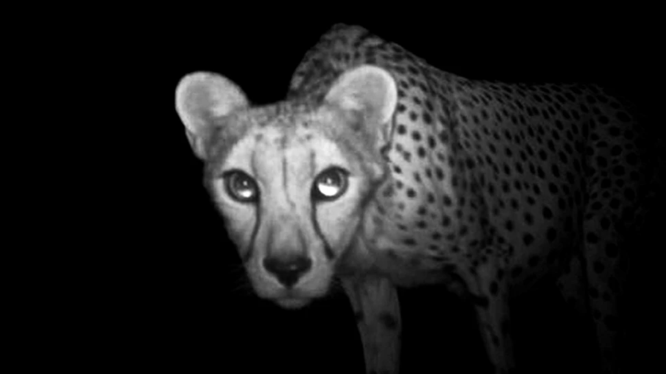 Ghepard pe cale de disparitie, surprins in poza