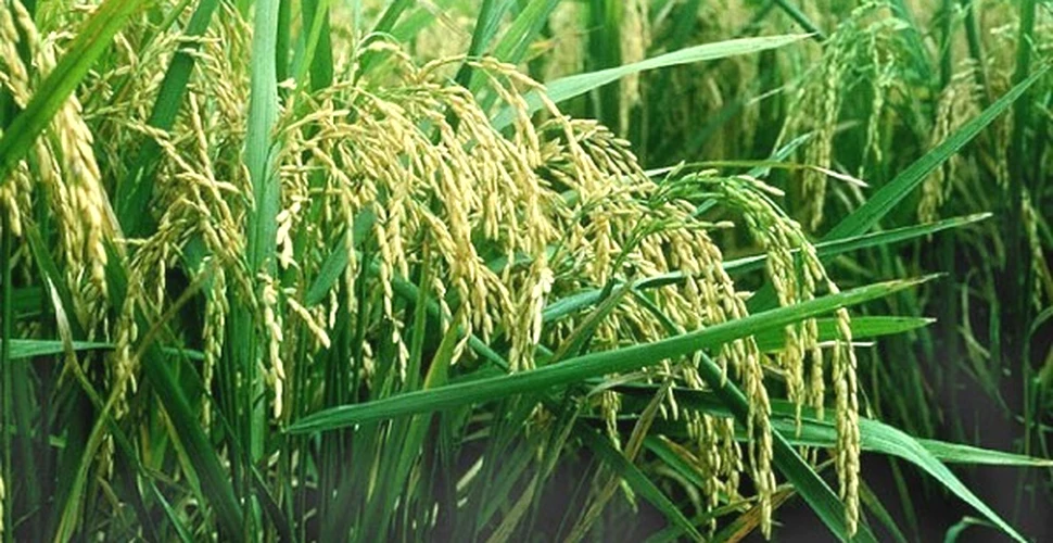 Japonezii caută orezul „imun” la cesiu