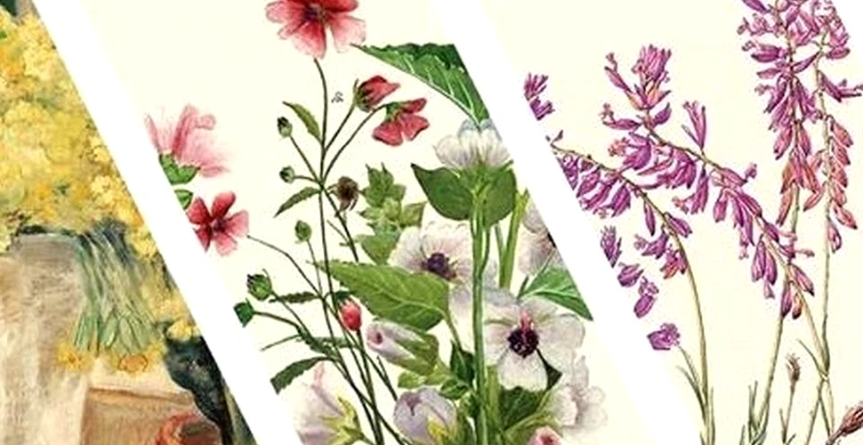 Flora sălbatică a Transilvaniei, proiectul susţinut de Prinţul Charles, în premieră la MNAR