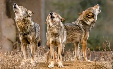 De ce revin lupii în pădurile din Belgia?