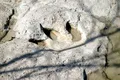 Cum este posibil ca urmele de dinozaur să se fosilizeze și să reziste milioane de ani?