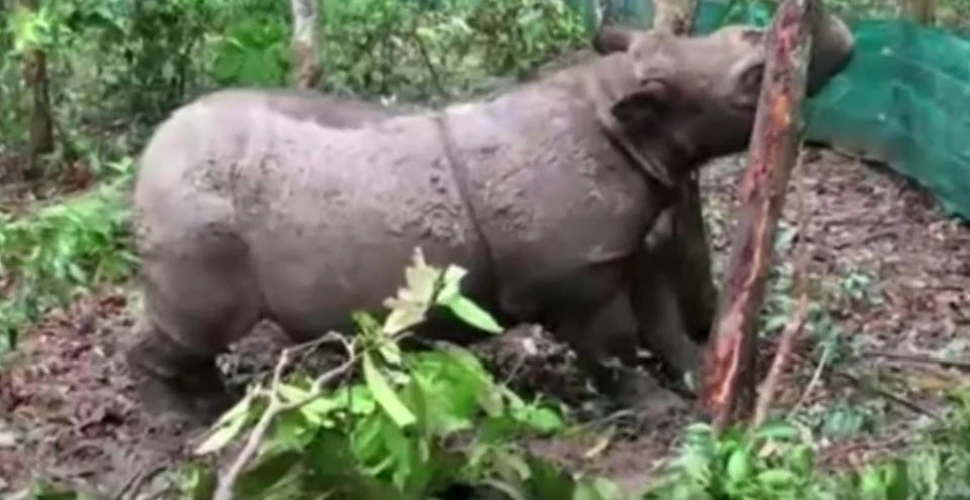 Ultimul rinocer de Sumatra mascul, din Malaezia, a murit. Specia este într-un mare pericol de dispariţie