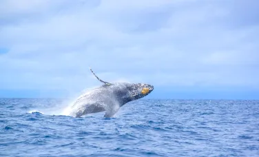 Cum a devenit balena cu cocoaşă ,,gardianul oceanelor”
