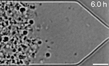 Cercetătorii au creat o celulă sintetică perfectă care se multiplică la fel ca o celulă reală