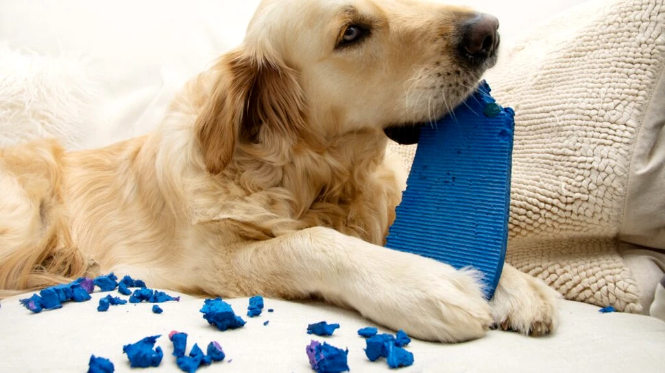 Legătura genetică dintre anxietatea câinilor și a oamenilor