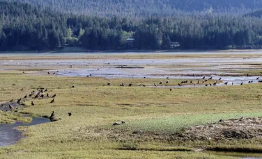 Viaţa de pe planetă este în PERICOL din cauza unui fenomen din Alaska