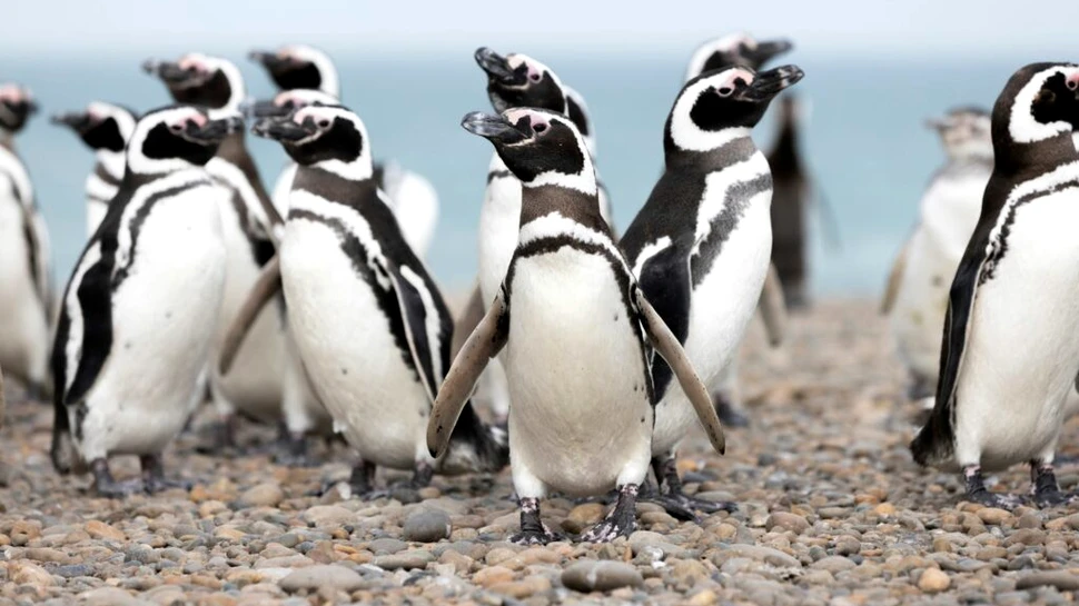 Pinguinii îmbătrânesc la fel ca oamenii moderni, indică un studiu