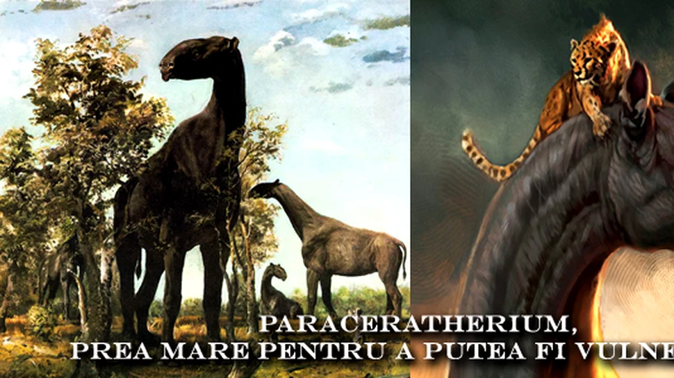 Paraceratherium – prea mare pentru a putea fi vulnerabil