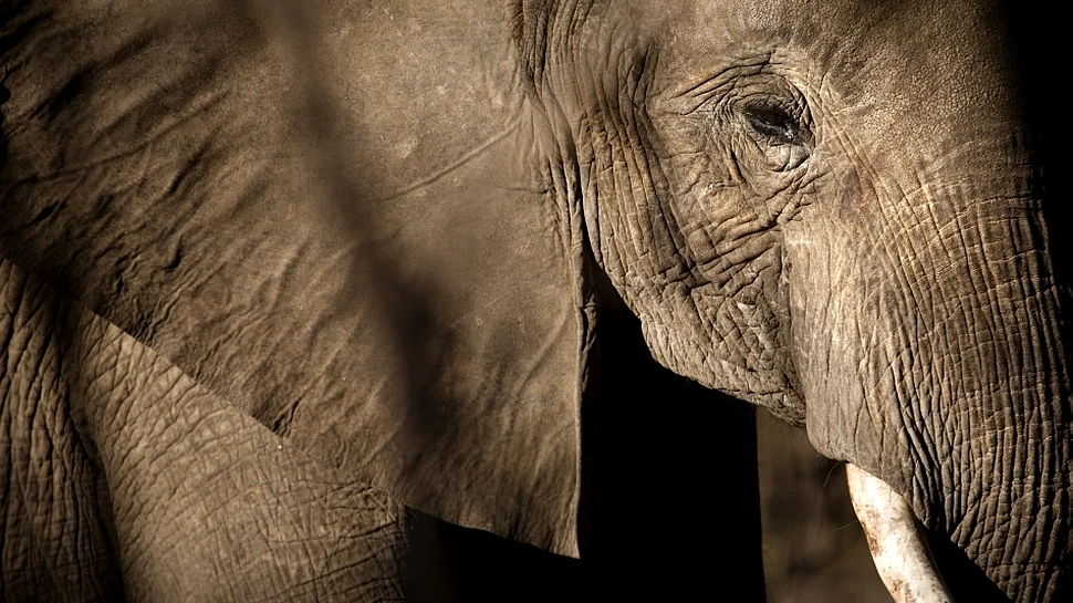 În mod inedit, bombele nucleare folosite acum câteva decenii ar putea salva elefanţii de la dispariţie!