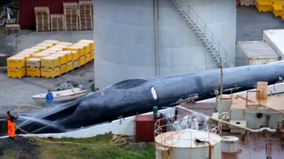 O companie din Islanda este acuzată că a omorât o balenă albastră extrem de rară