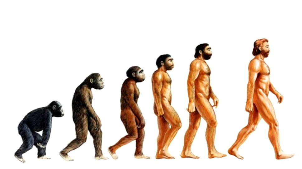 Cum au evoluat organele reproducătoare umane faţă de cele ale primatelor