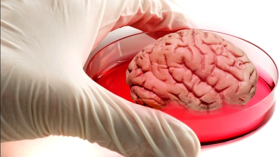 ”Mini-creier” creat în laborator. Descoperirea are implicaţii uriaşe pentru combaterea bolilor neurologice – VIDEO