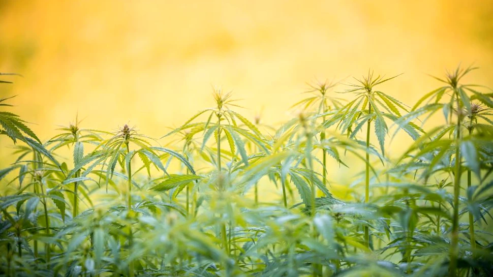 Utilizarea marijuanei a crescut în rândul femeilor însărcinate. Specialiştii avertizează cu privire la pericole