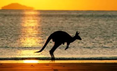Animalele domestice distrug mediul australian