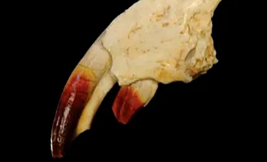 Secretul mamiferului cu dinţii roşii, care a trăit în Transilvania acum 70 de milioane de ani, ELUCIDAT acum
