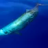 Un virus potențial periculos infectează balenele și delfinii din Pacific