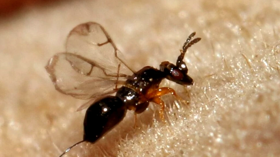 Test de cultură generală. Care fruct digeră insecte?