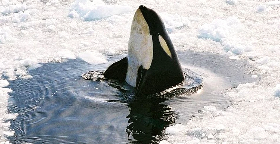 Lipsa somonilor stresează balenele ucigaşe