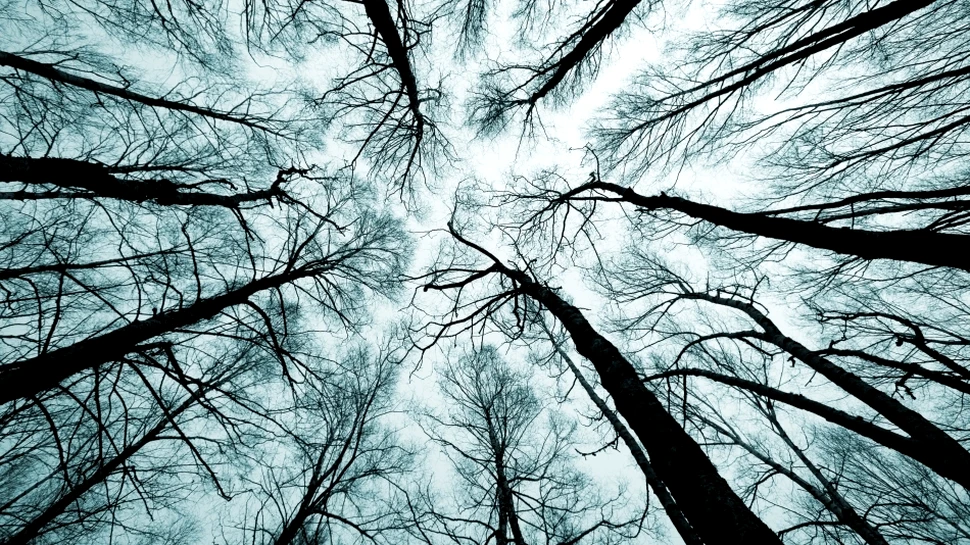 Creierul nu percepe spaţiul tridimensional