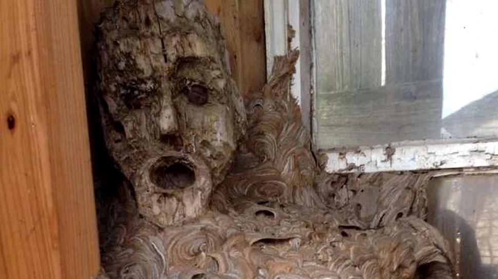 Structura stranie pe care un american a descoperit-o pe un colţ al şopronului