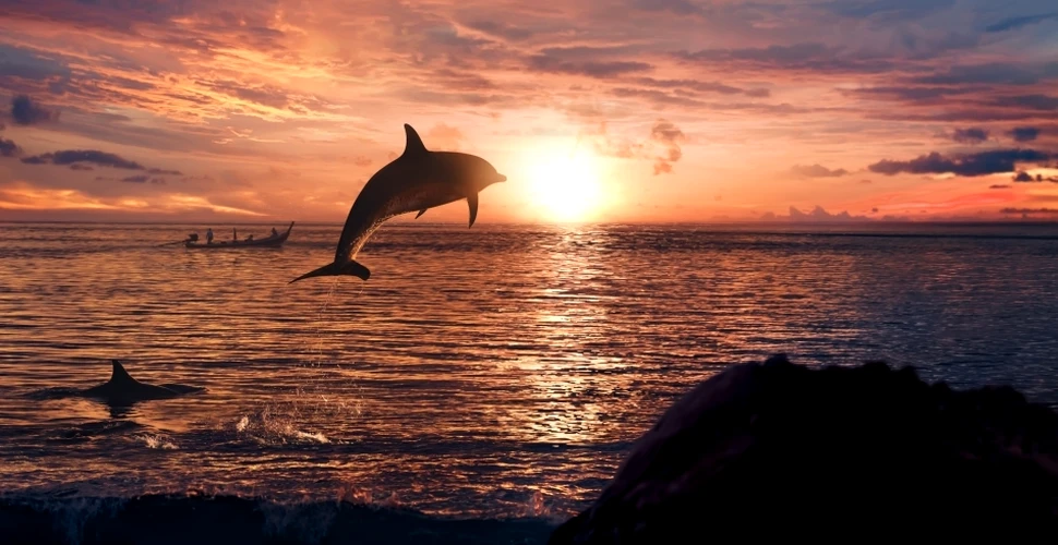 Delfinii continuă să ne uimească: studiile arată că ei sunt adevăraţi maeştrii ai imitaţiei (VIDEO)