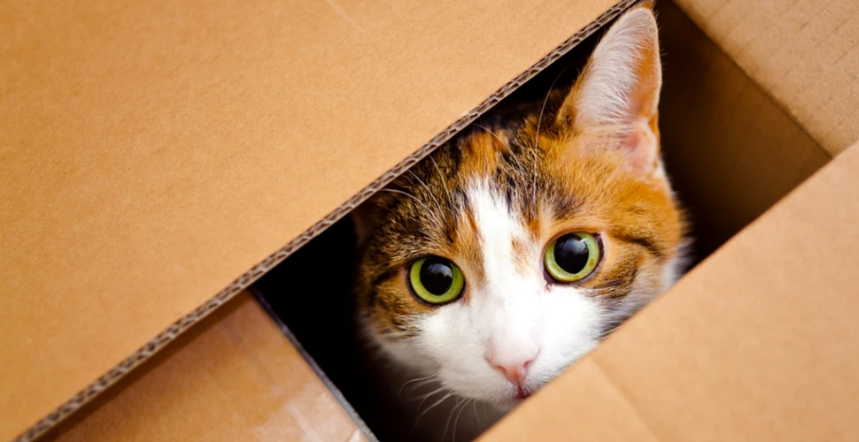 De ce vor pisicile să se ascundă în cutii?