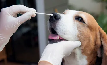 Un nou tip de coronavirus de origine canină, descoperit de cercetători