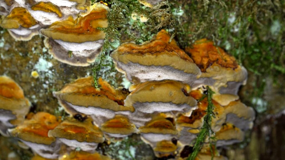 O ciupercă rară poate ucide celulele canceroase, descoperă cercetătorii
