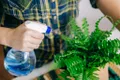 Trucul simplu pentru plantele de apartament atunci când plecăm de acasă mai mult timp