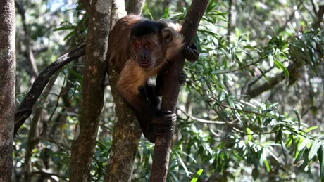 Maimuțele capucin folosesc pietre și bețe pentru a căuta mâncare în pământ