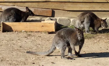 O pereche dintr-o specie rară de lemur brun, patru canguri şi alte animale noi la Zoo Oradea