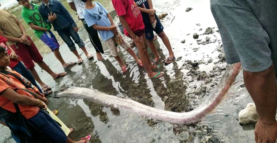 Mai mulţi peşti-vâslă, uriaşi, au eşuat pe plajele din Filipine. Localnicii susţin că peştii ar putea prezice iminenţa unui cutremur puternic