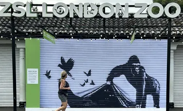 O gorilă pictată de Bansky, îndepărtată de la grădina zoologică din Londra