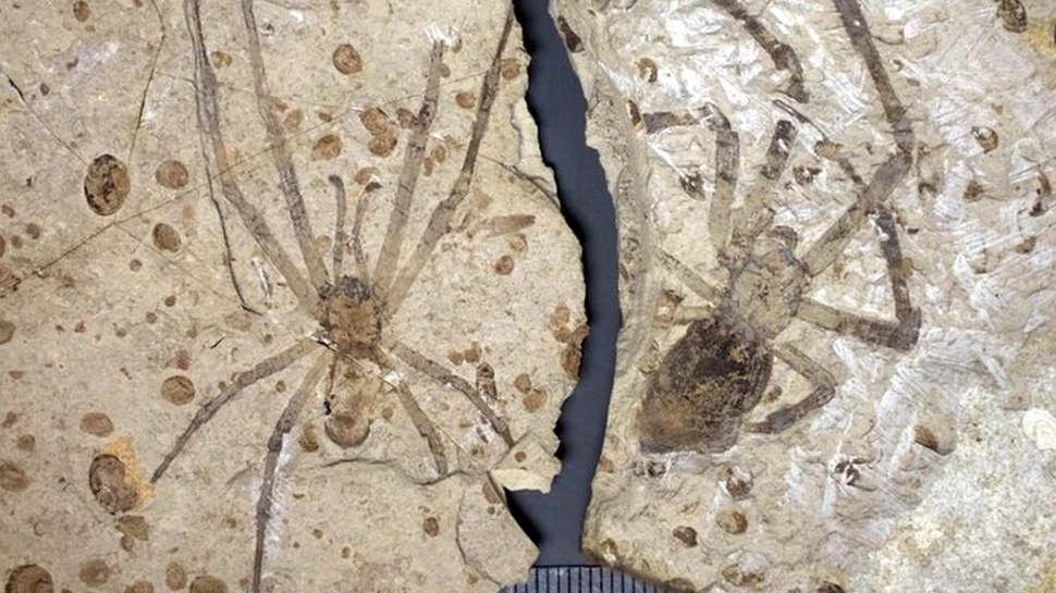 Mongolarachne Jurassica, păianjenii uriași din Jurasic