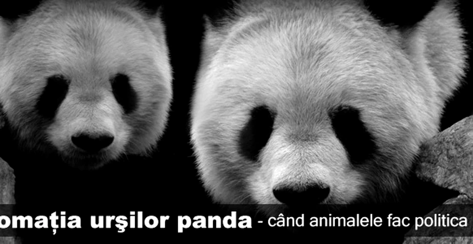 Diplomaţia urşilor panda – când animalele fac politica