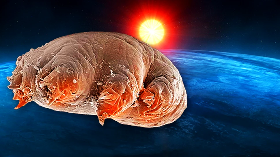 Cei mai duri dintre duri: vieţuitoarele extremofile